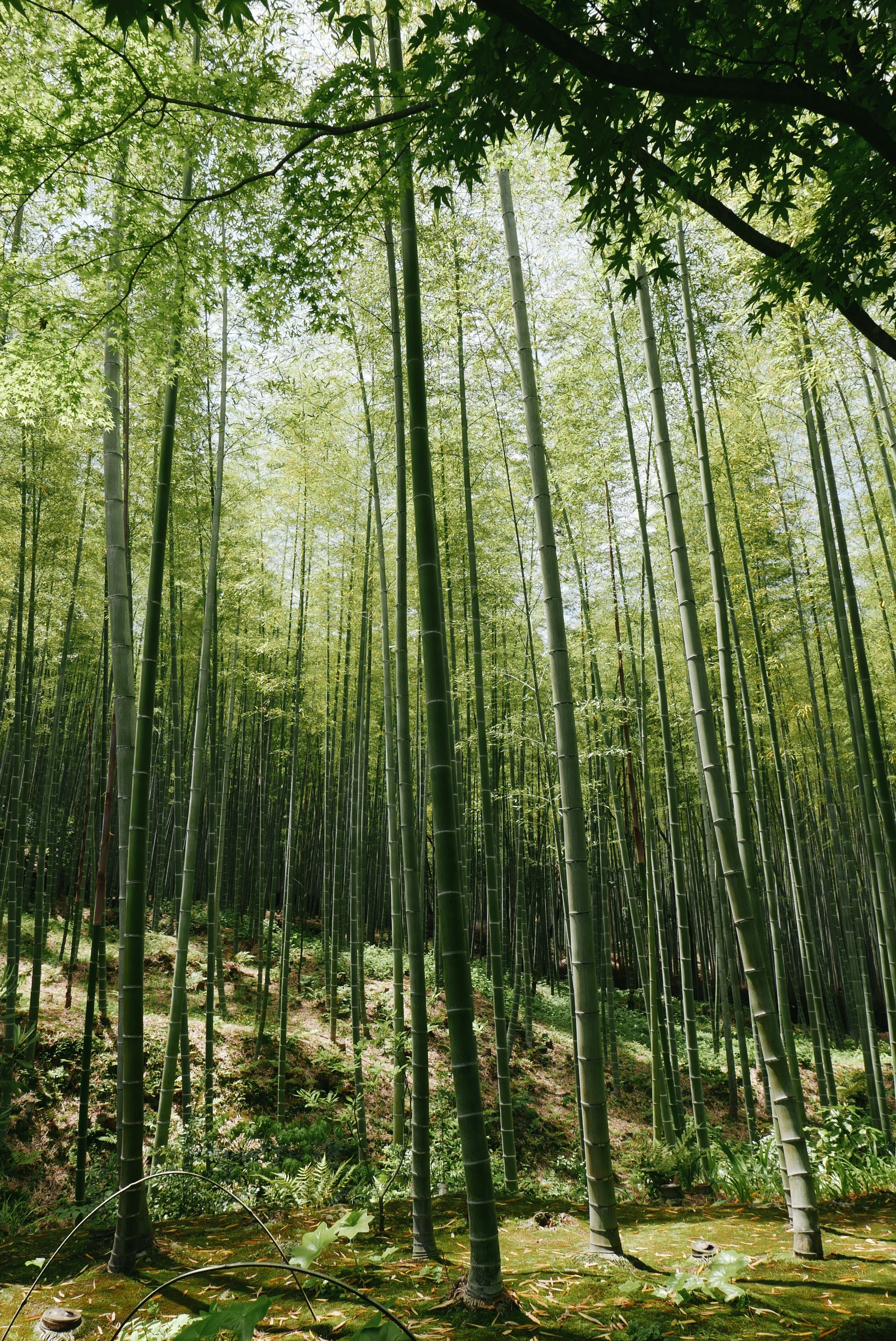 Arashiyama Bamboo Forest