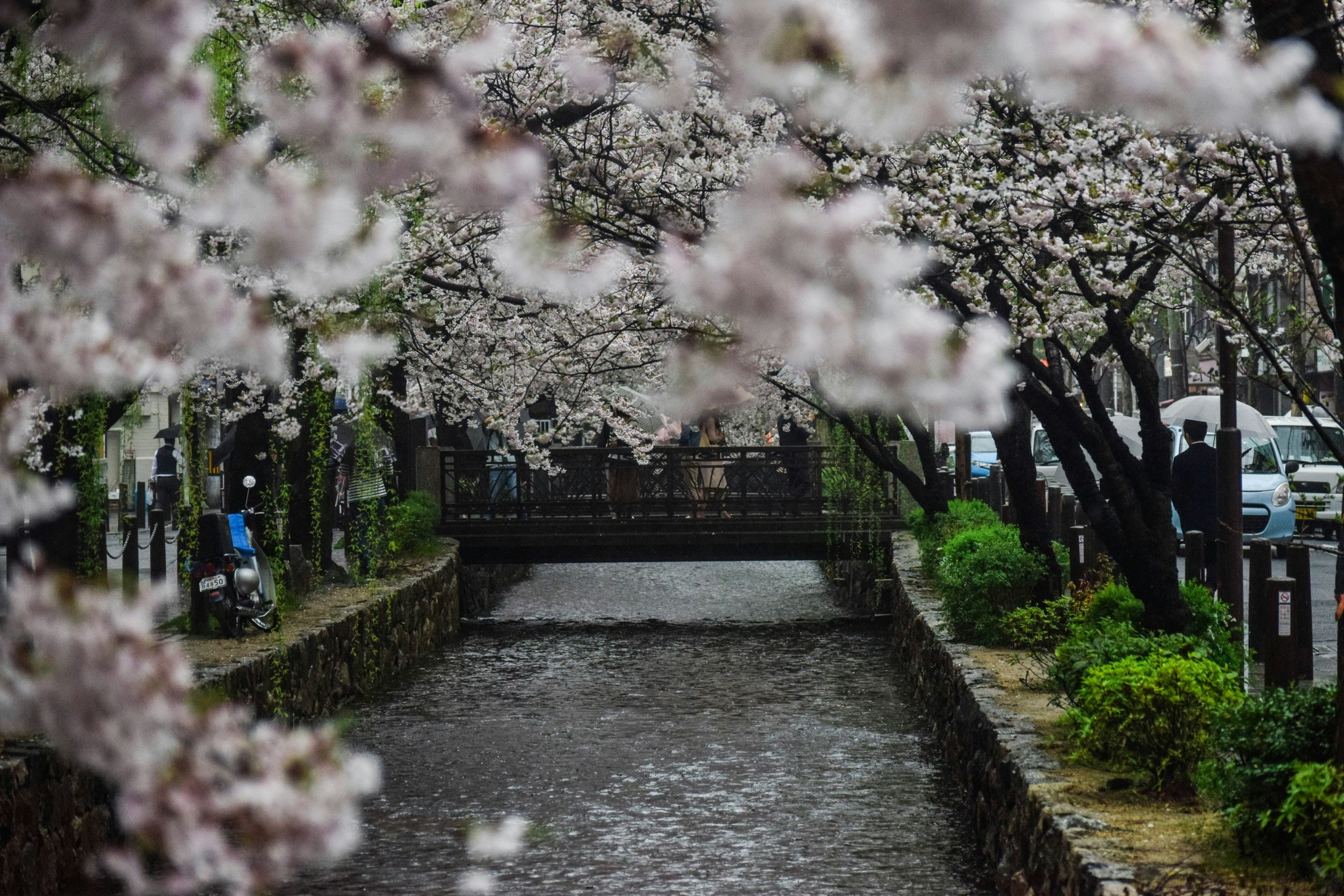 Cherry Blossoms in Kyoto